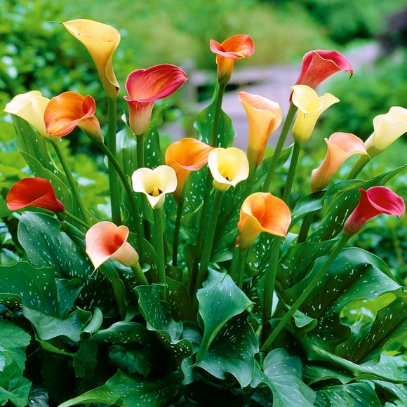 Calla Lilies Bulbs