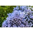 thumbnail image 2 of 100 HEART LEAVED ASTER Cordifolius Blue Wood Aster Flower Seeds, 2 of 9