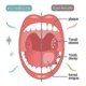 thumbnail image 4 of 3pcs 100ml Teethaid Mouthwash Calculus Removal Teeth Whitening Healing Mouth Ulcers Eliminating Bad Breath Preventing And Healing Caries Tooth Regener, 4 of 5