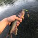 thumbnail image 4 of Señuelo de pesca suave cebos de gusano artificiales para lubina accesorios de pesca de trucha 50 Uds., 4 of 7