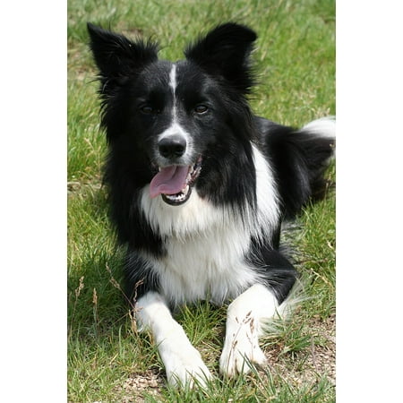 Border Collie Black And White - LAMINATED POSTER Black And White Border Collie Collie Dog Poster Print 24 x 36