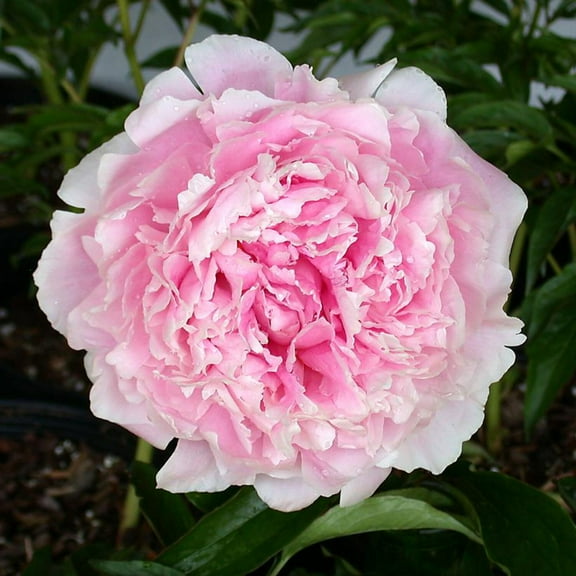 Sarah Bernhardy Peony