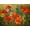 Unframed, variant on Art.com Poppy Fields Art Print by Emma Styles, 16" x 12"