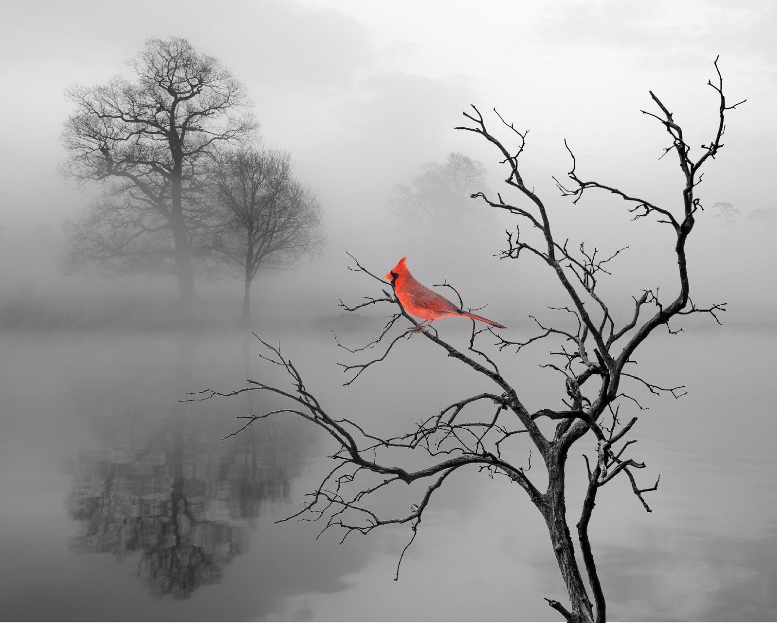 14 X12 Red Cardinal Bird Wall Art Oil Painting Giclee Landscape