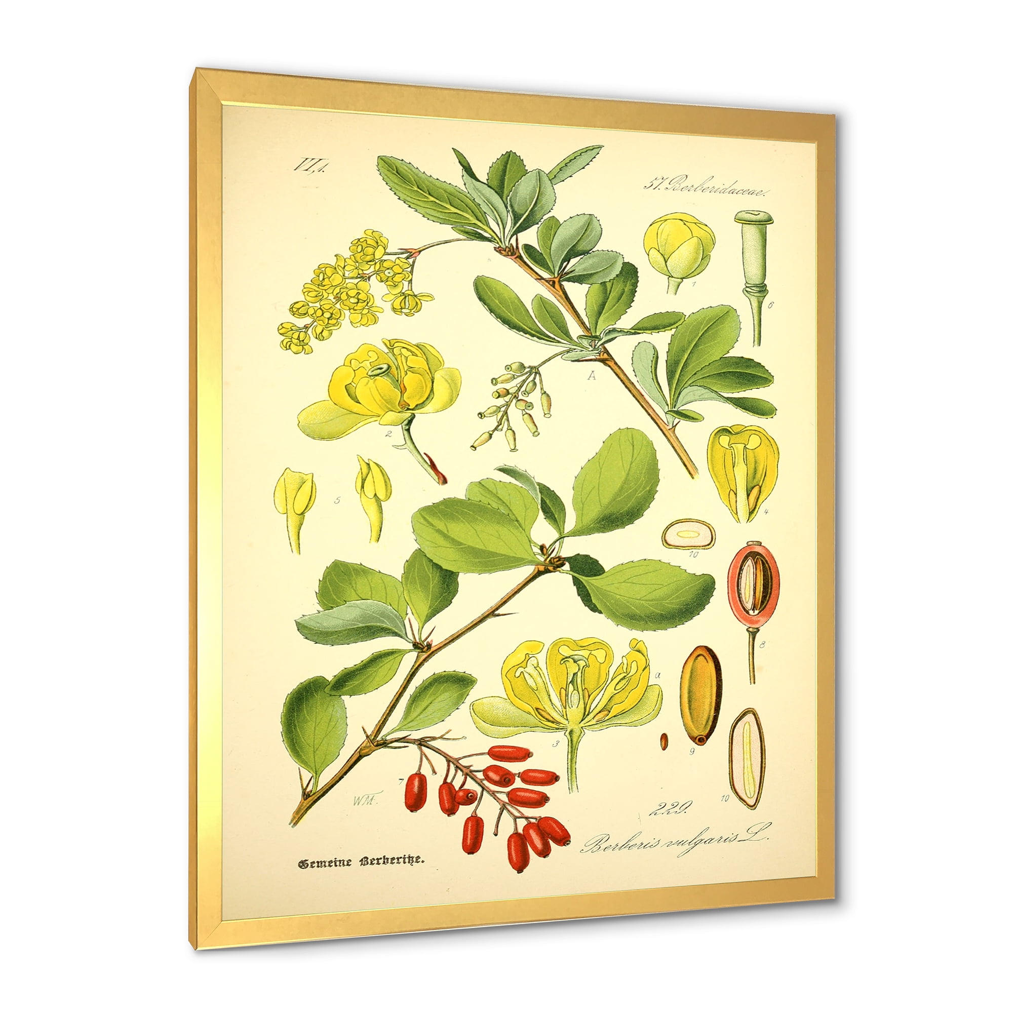 Designart 'Ancient Plant Life II' Traditional Framed Art Print