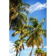 thumbnail image 3 of Hausenflock, Alan 17x24 Black Modern Framed Museum Art Print Titled - Sunlit Palms, 3 of 5