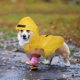 thumbnail image 4 of BRIGHTFUFU Chubasquero para perros, chubasquero para perros con capucha, chubasquero para cachorros, chubasquero para perros pequeños, chubasquero para cachorros para exteriores, 4 of 7