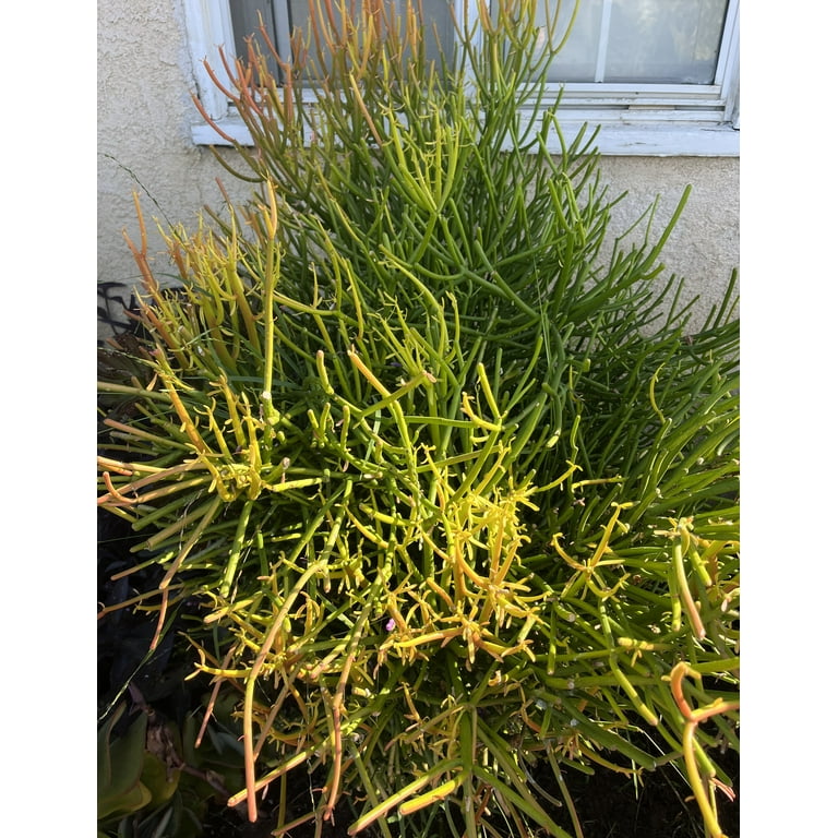 10 Cuttings Fire STICKS Euphorbia Tirucalli Pencil Cactus Succulent Live  Plants - Walmart.com