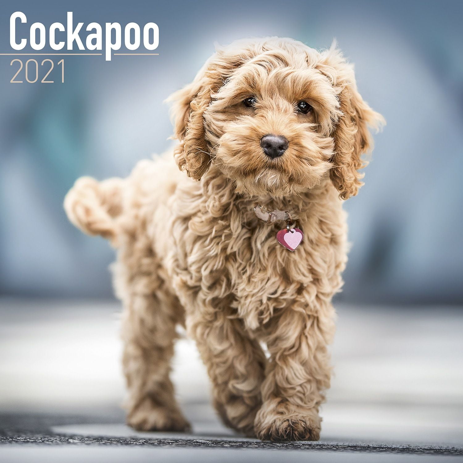 cockapoo dog