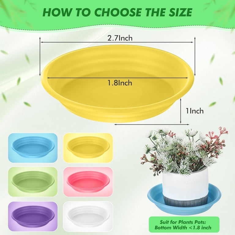 mix succulent plants Set of 6 - Succulent Mix Set
