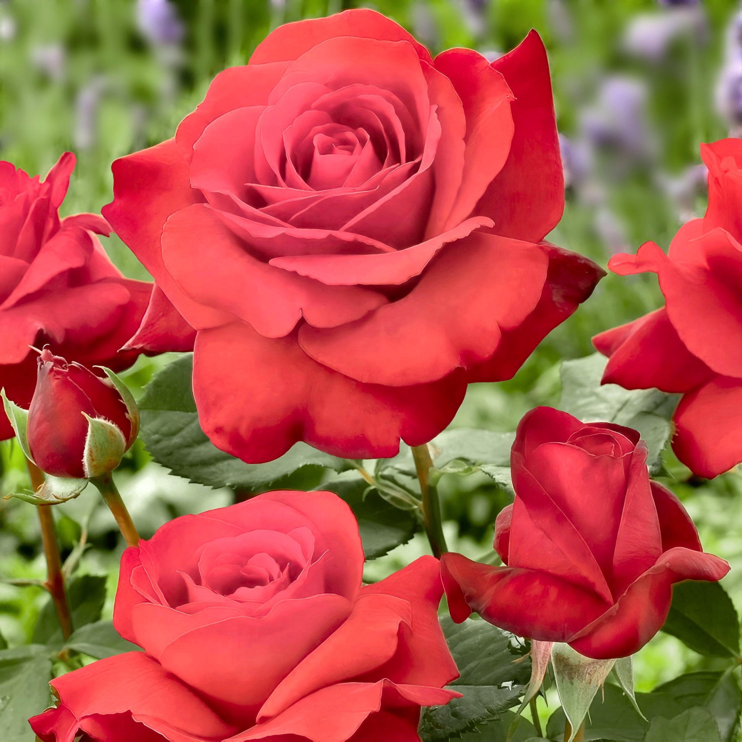 National Plant Network Bare Root Fragrant Cloud Rose