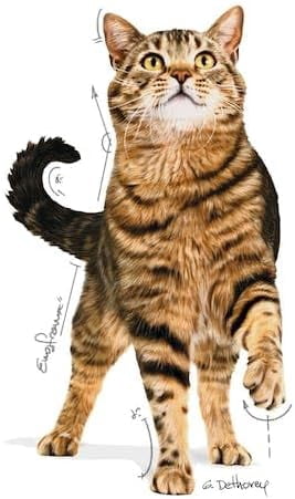 Royal Canin Appetite Control Cat Wet Food in Gravy 12x85g