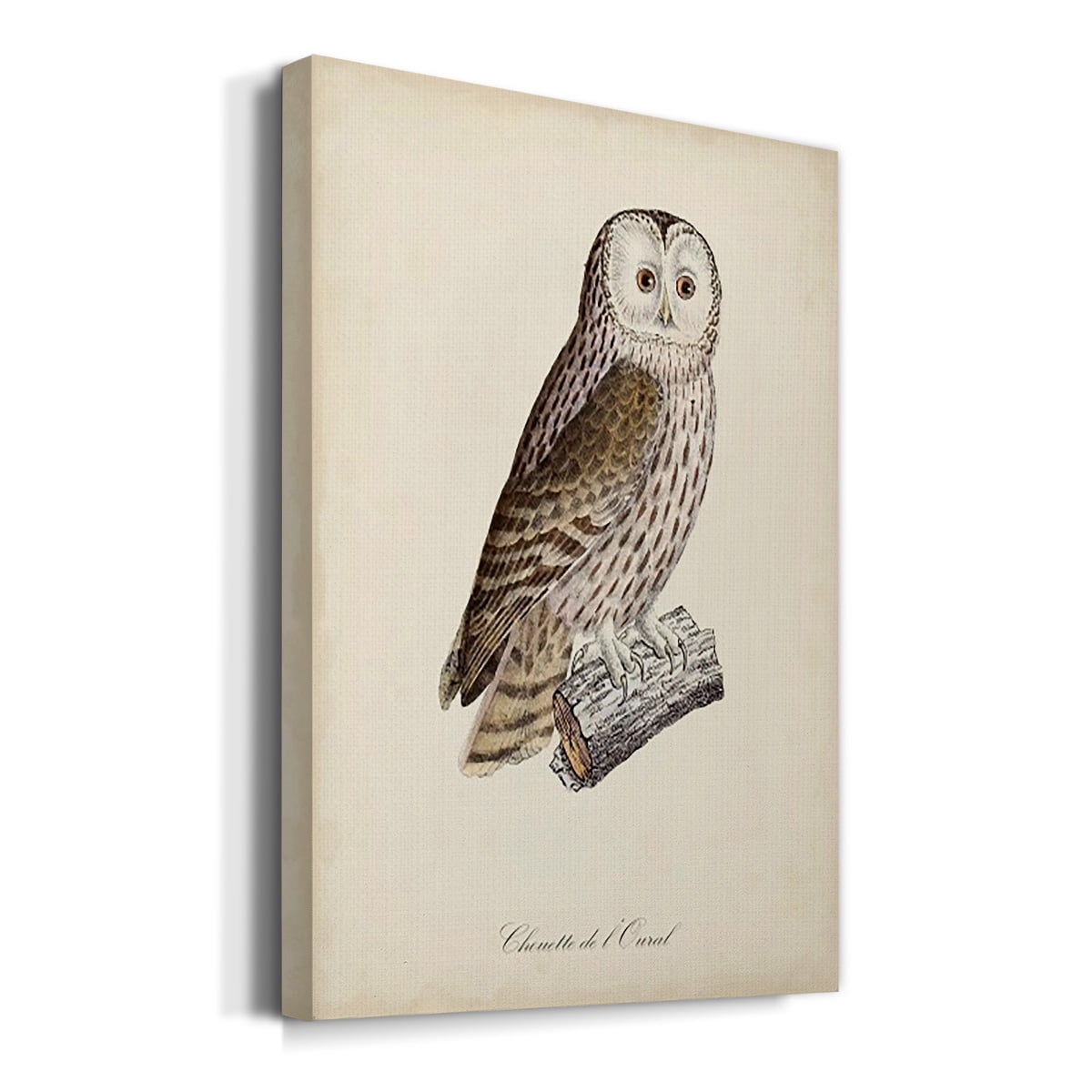 French Owls V Premium Gallery Wrapped Canvas - Ready to Hang