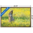 thumbnail image 3 of The Comedy Wildlife Photography Awards: Jason Moore - Air Guitar Roo Wall Poster, 22.375" x 34" Framed, 3 of 5