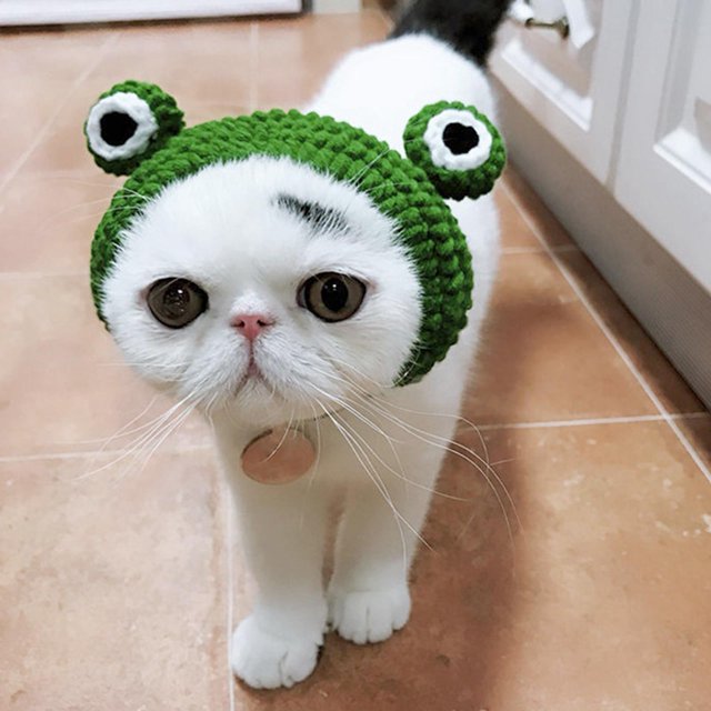 Gorro duradero para mascotas, gorro de rana para perros y gatos, disfraz bonito para gatos, gorro para mascotas para disfraz de Halloween y cumpleaños S Yinane Sombreros de gato