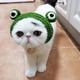 thumbnail image 5 of Sombrero de rana para perro, gato, mascota, accesorio para fotos, suave, hecho a mano, tejido, lindo, para cosplay, perro y gato. S, 5 of 8