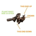 thumbnail image 2 of Garden State Bulb Bowl of Beauty Peony Flower Bulbs, Bare Roots, Spring Planting (Bag of 3), 2 of 7
