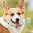 thumbnail image 4 of Collares antipulgas para perros - Collares antipulgas para perros - Tratamiento antipulgas para perros que dura hasta 12 meses - Collar antipulgas para perros impermeable - Tratamiento antip, 4 of 5