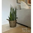 thumbnail image 3 of Nature's Way Farms Sansevieria Zeylanica Live Plant (25-30 inches tall) in growers pot, 3 of 5
