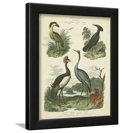 Heron and Crane Species II Framed Print Wall Art By Sydenham Teast Edwards
