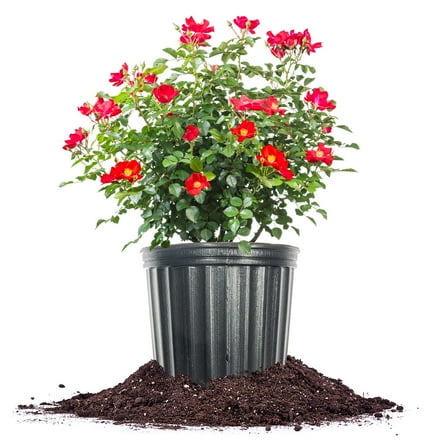 Perfect Plants Friendly® Red Rose 3 Gallon