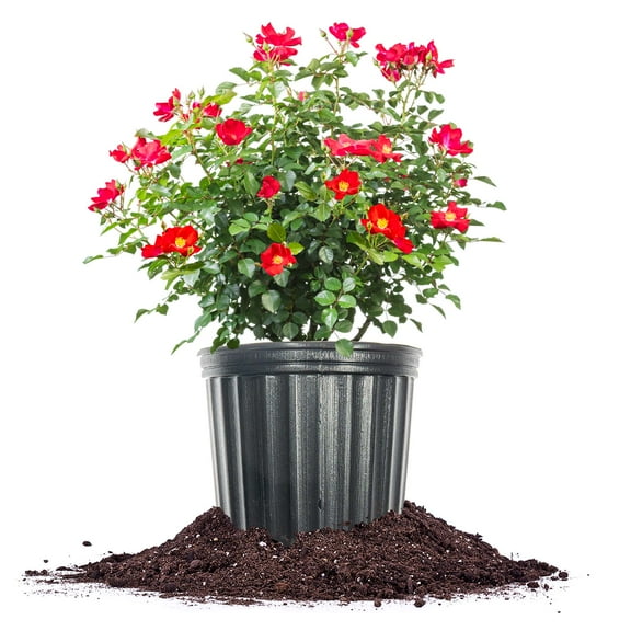 Perfect Plants Friendly® Red Rose 3 Gallon