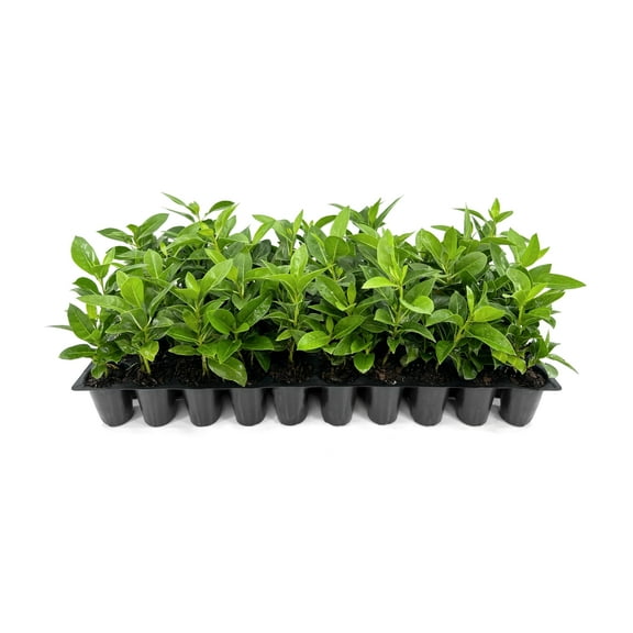 Buttonwood | 1 Live Plants | Conocarpus Erectus | Live Coastal Tree | Evergreen Foliage | Fast Growing Shade Plant | Drought Tolerant | Ideal for Landscaping | Outdoor Ornamental