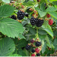 thumbnail image 4 of Set of 2 Navaho Thornless Blackberry Live Plants 4-6 Inch Tall, Sweet Berry Bushes for Gardens, 4 of 6