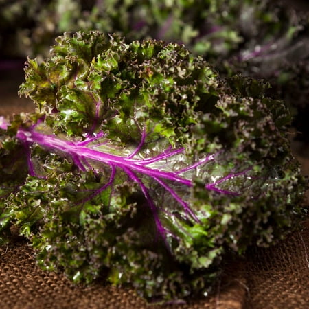 Red Russian Kale Seeds: 25 Lb - Bulk, Non-GMO Vegetable Garden & Microgreens Growing Seeds - Micro Leafy