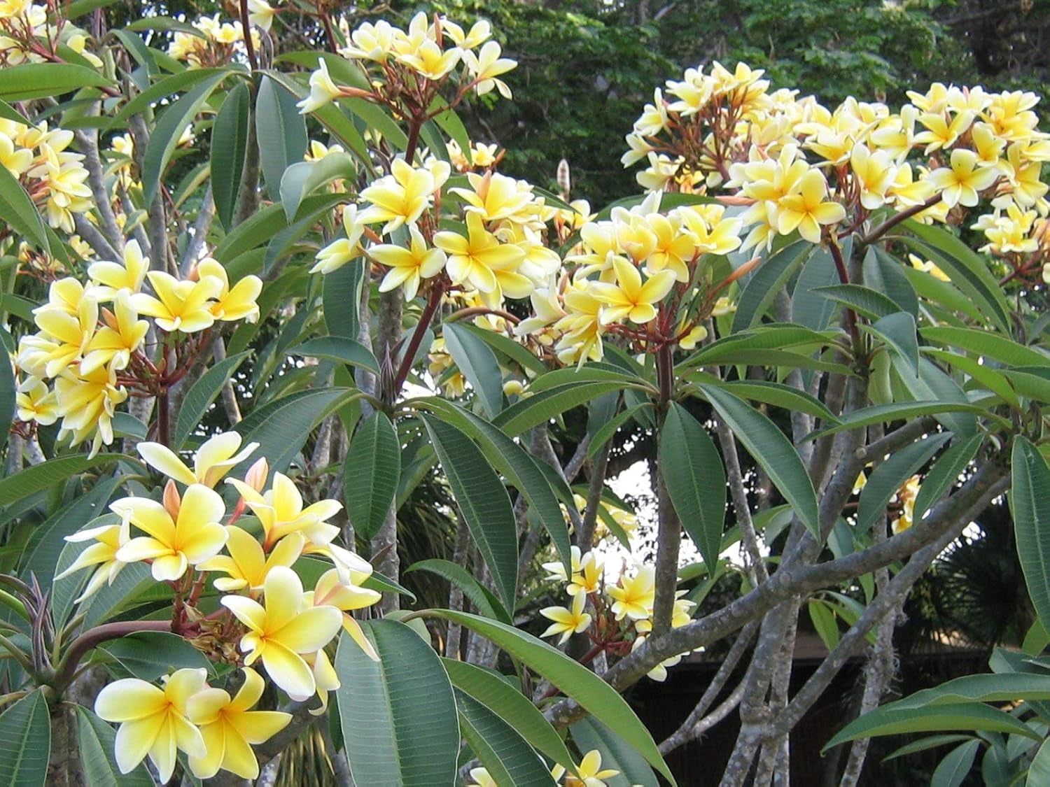 BloomVivid  11  inch Yellow Plumeria Plant Live Plants Full Sun, Attract Birds