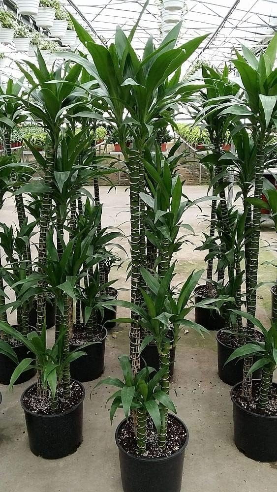 Dracaena Lisa Elegance Cane - Live Plant in a 10 inch Pot - Dracaena  Deremensis - Beautiful Easy Care Air Purifying Indoor Houseplant -  Walmart.com