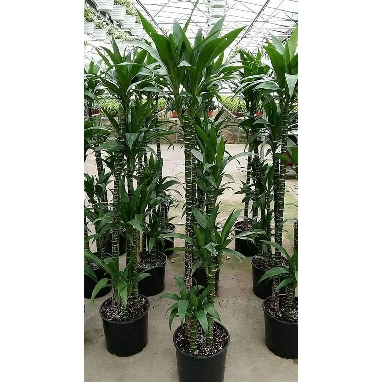 drachenbaum triebe Grosser Drachenbaum