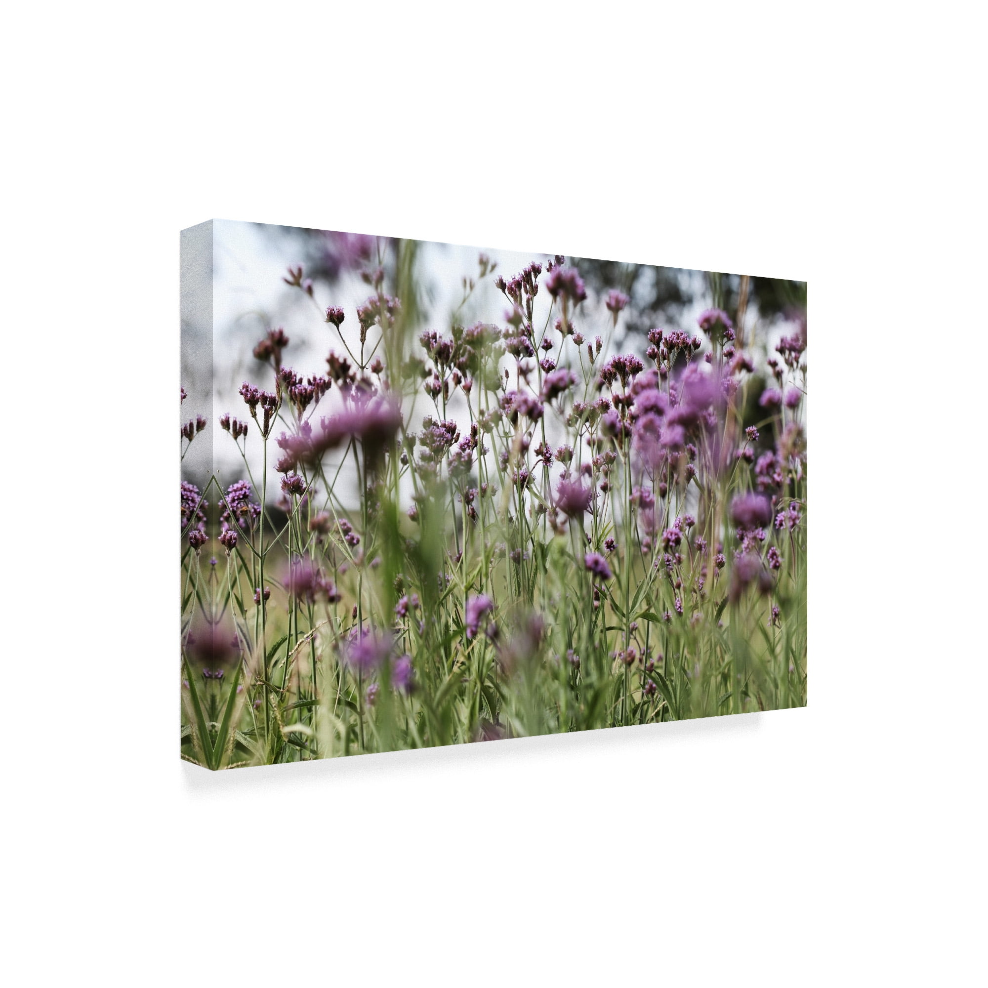 Trademark Fine Art '50 Shades Of Purple' Canvas Art by Incredi