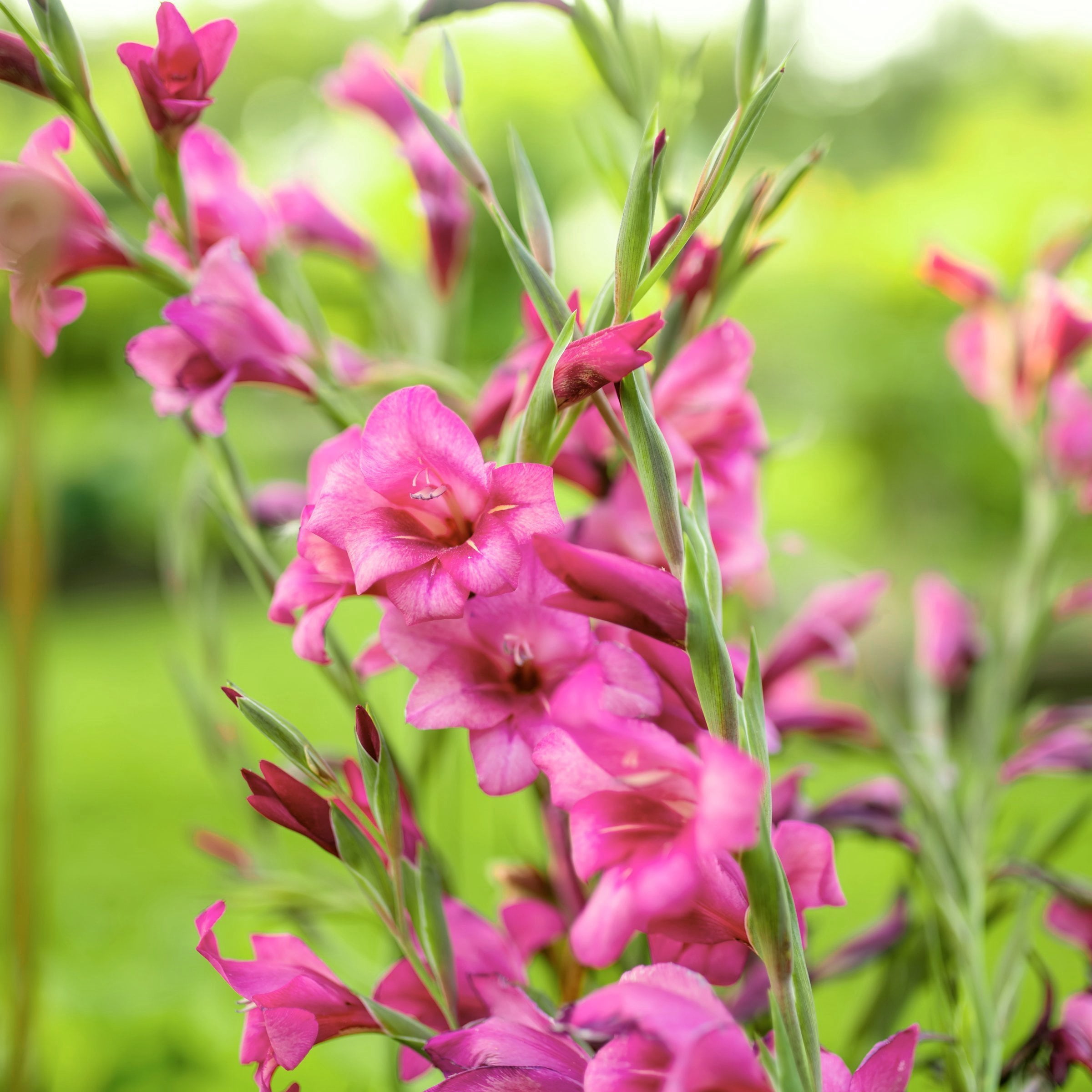 National Plant Network Gladioli Bartok Bulbs (10-Pack)
