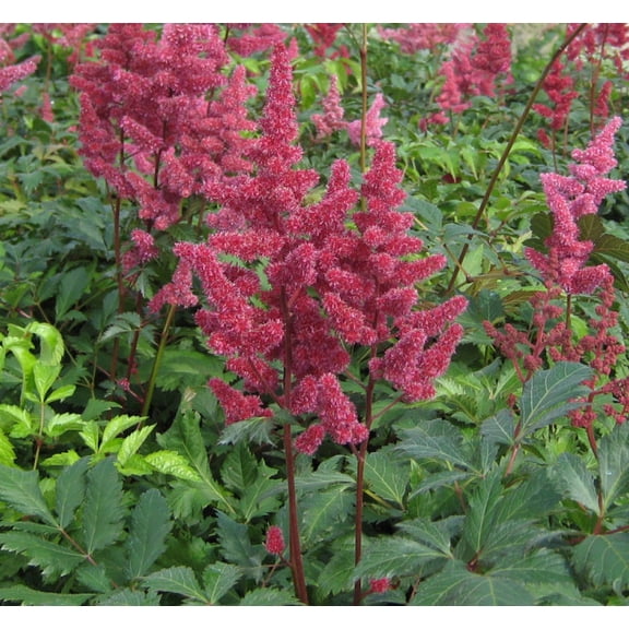 Fanal Astilbe 1gal - Perennial