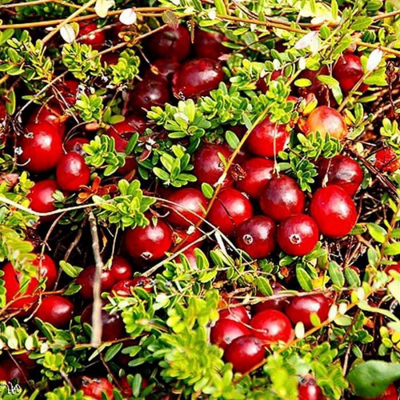 Food to Live Certified Organic Dried Cranberries (Non-GMO, Unsulfured, Bulk) (1 Pound)