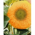 thumbnail image 3 of Dwarf Teddy Bear Sunflower Seeds/ Full Sun/ Annual/ 2200 Seeds 1 oz/ Zellajake Farm and Garden - B69, 3 of 5