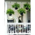 thumbnail image 5 of (2 pack) Expert Gardener 1.5gal Green Boston Fern Live Annual Plant Hanging Basket Part Shade, 5 of 9