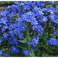 thumbnail image 2 of 100 BLUE ANGEL ANCHUSA (Summer Forget Me Not) Anchusa Carpensis Flower Seeds, 2 of 5