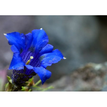 Blue Poster Paint LAMINATED POSTER Mountain Plant Nature Flower Blue Enzian Alpine Poster Print 24 x 36 ()
