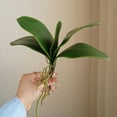 thumbnail image 5 of Yesbay Simulation Leaves Non-Wilting Fake Phalaenopsis Orchid Leaves, 5 of 8