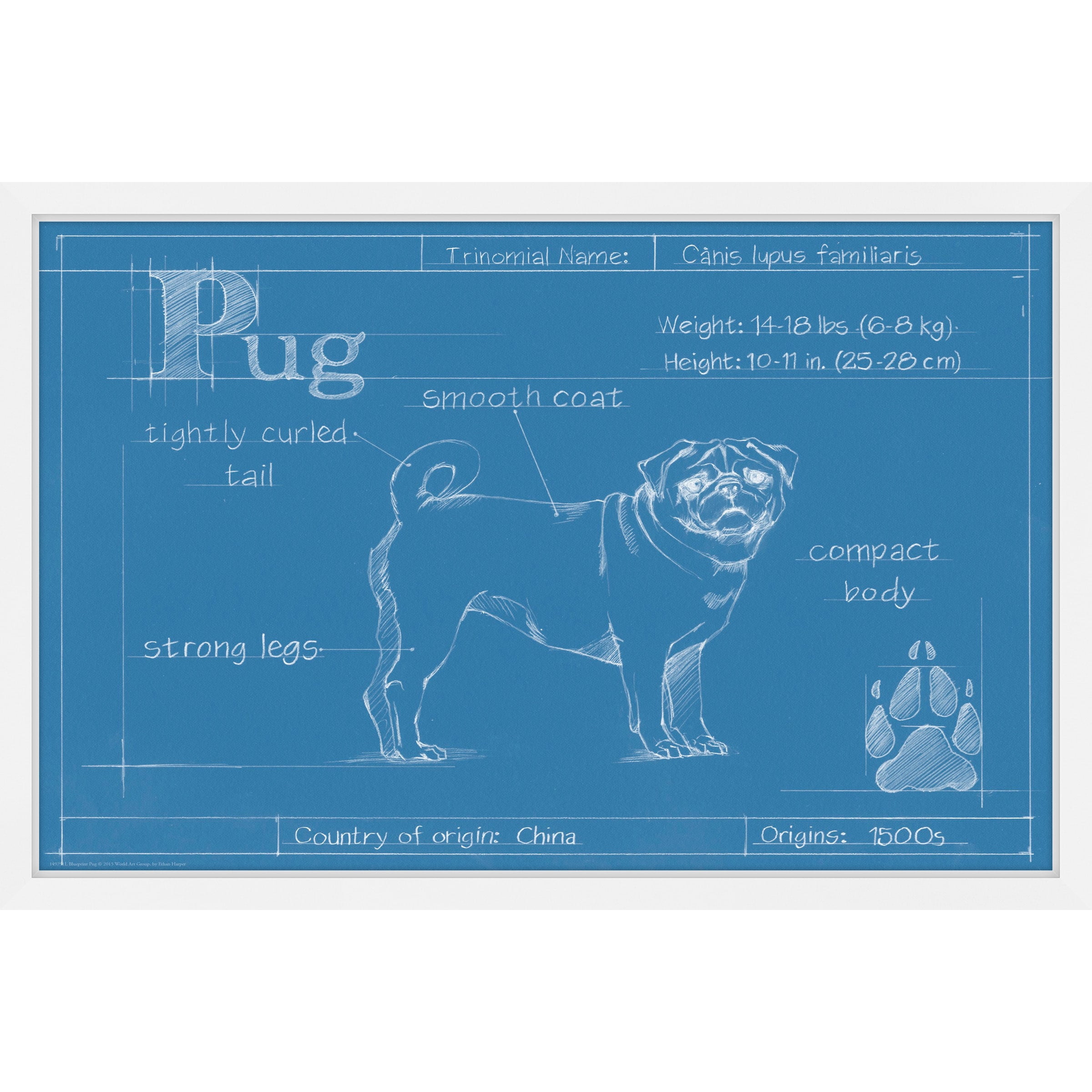 Marmont Hill "Blueprint Pug" Framed Painting Print