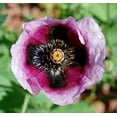 thumbnail image 3 of Seedville 500 Izmir Poppy Flower Seed, White & Purple, 3 of 10