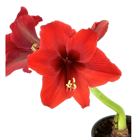 Amaryllis Red Flower Plant Bulbs, 4" Pot, Large Red Flowers, Blooms Late Fall to Winter, Grown Year Round Indoors