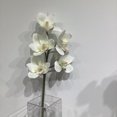 thumbnail image 2 of 24 " ORCHIDEE CYMBIDIUM, 2 of 3