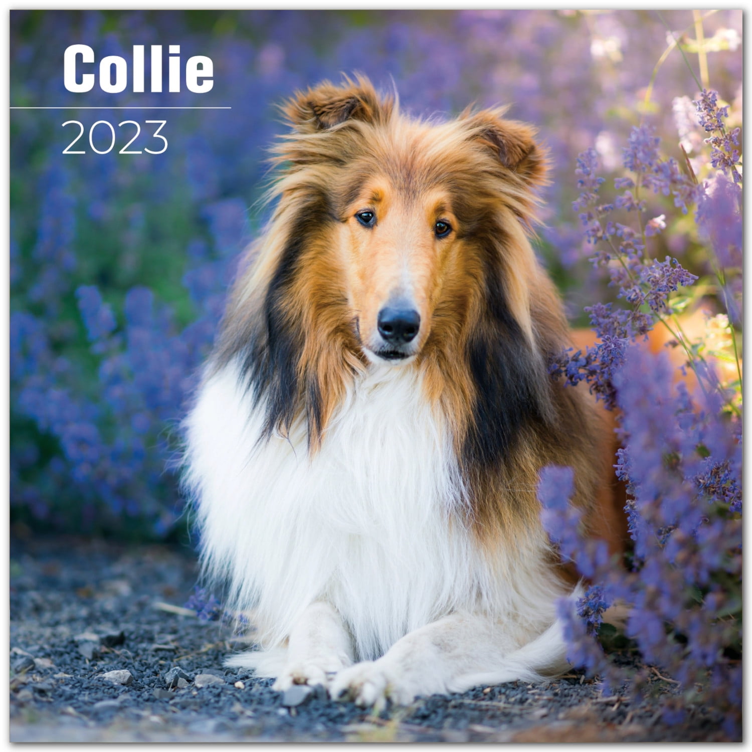 Collie Dog Breed Premium Wall Calendar 2022