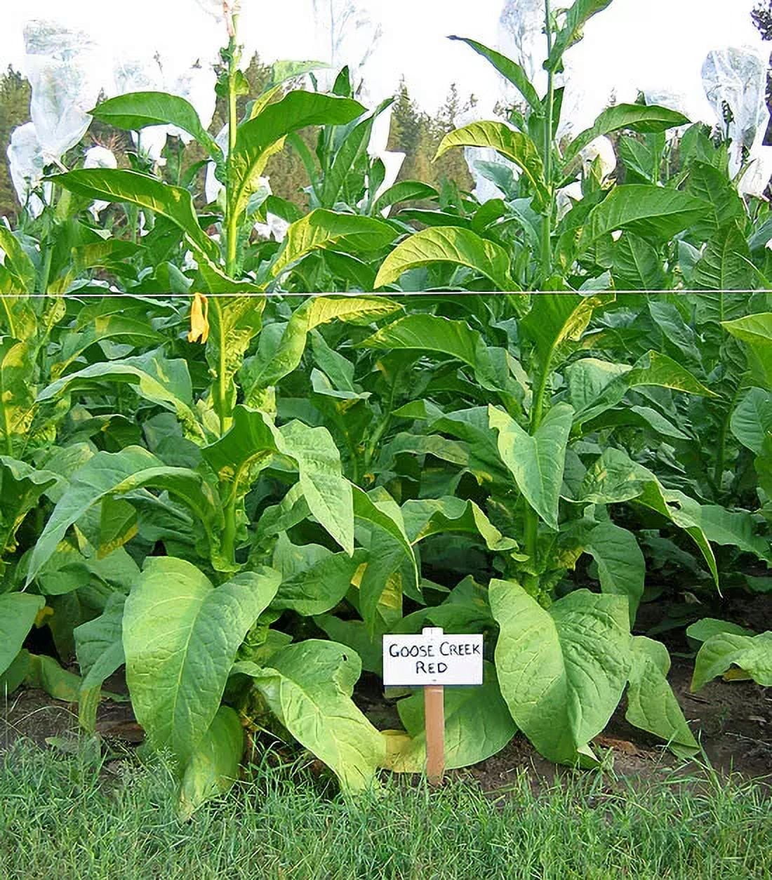 red tobacco vs red tobacco intense Mancera Red Tobacco Intense vs Red Tobacco | Which one's better?
