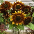thumbnail image 3 of TomorrowSeeds - Earthwalker Sunflower Seeds - 200+ Count - For 2026 Planting Helianthus, 3 of 7