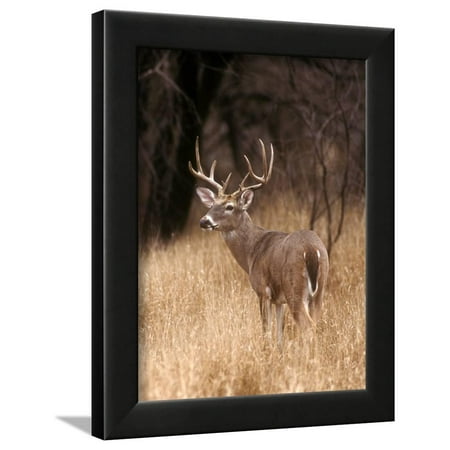 A White Tailed Deer Stays Alert To Predators In Choke Canyon State