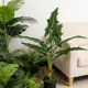 thumbnail image 4 of Decoración con plantas artificiales de hojas de plátano | Monstera deliciosa y filodendro artificiales | Decoración para interiores y exteriores: sala de estar, dormitorio y oficina., 4 of 6